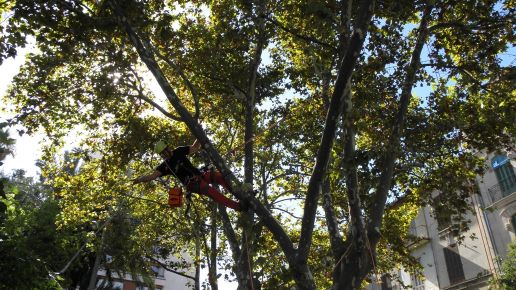 Semana de la Mobilidad. Taller de plantación i exibición 'd'enfilada'