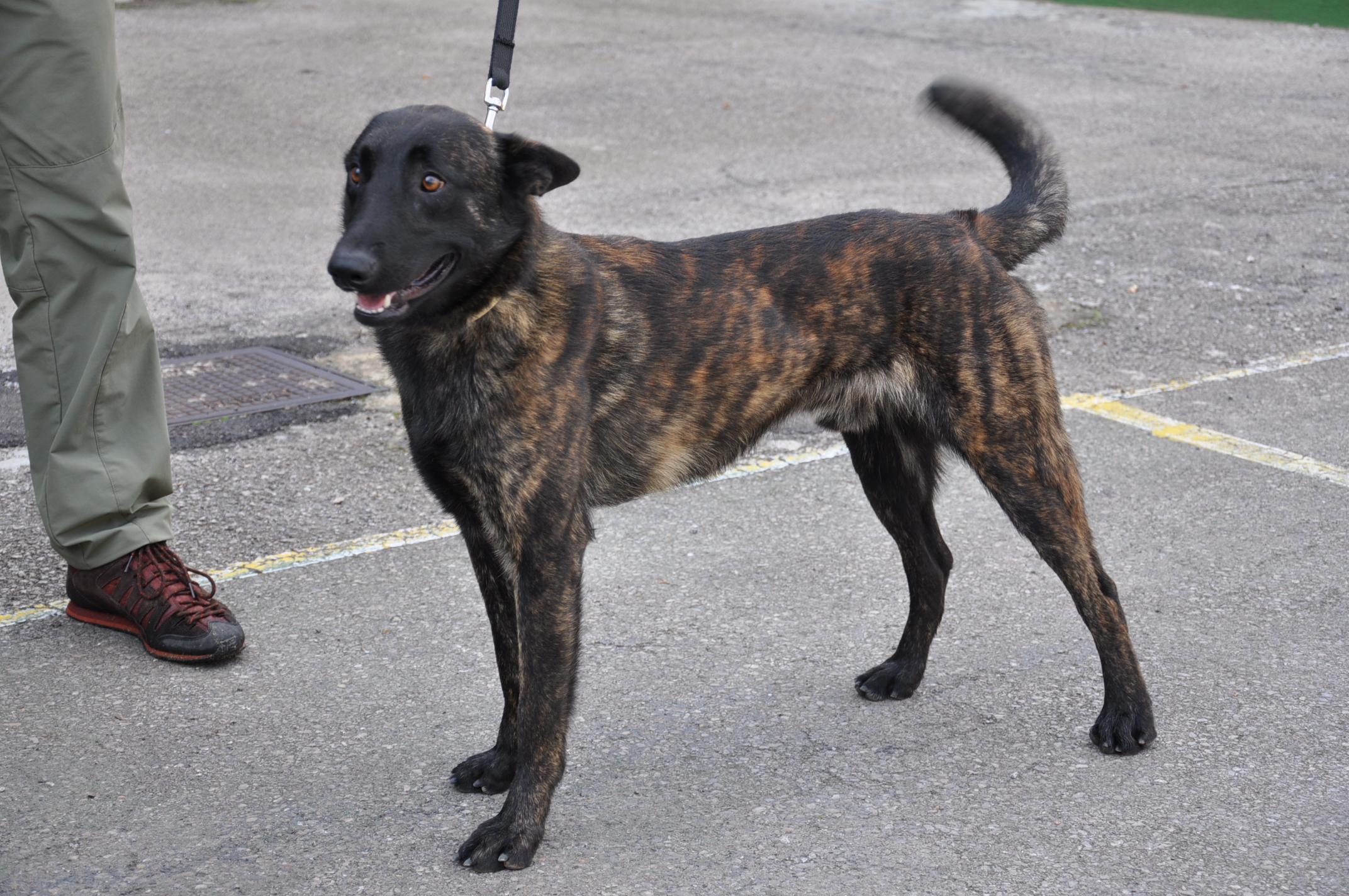 La policia local incorpora quatre cans a la nova Unitat canina