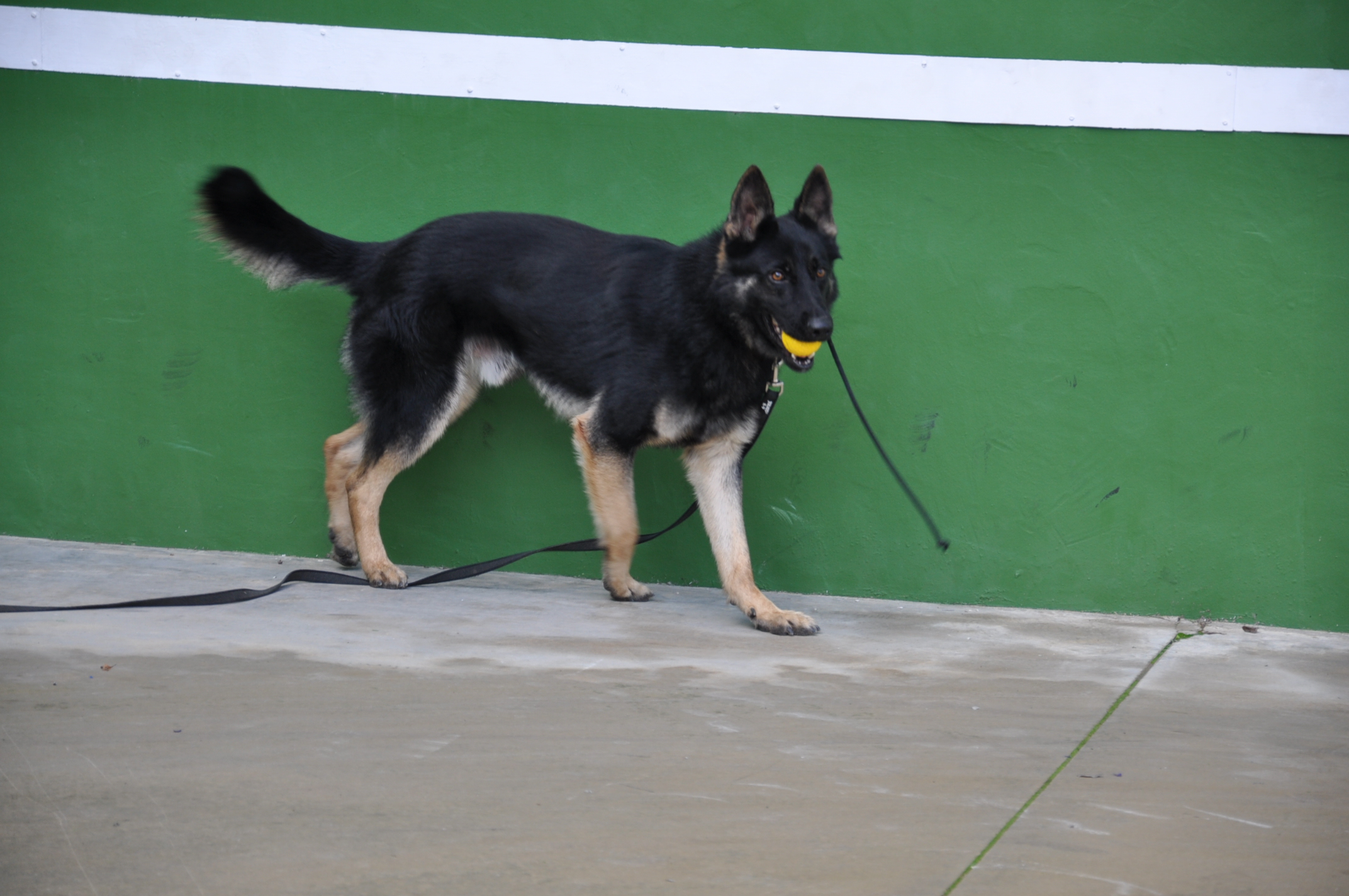 La policia local incorpora quatre cans a la nova Unitat canina