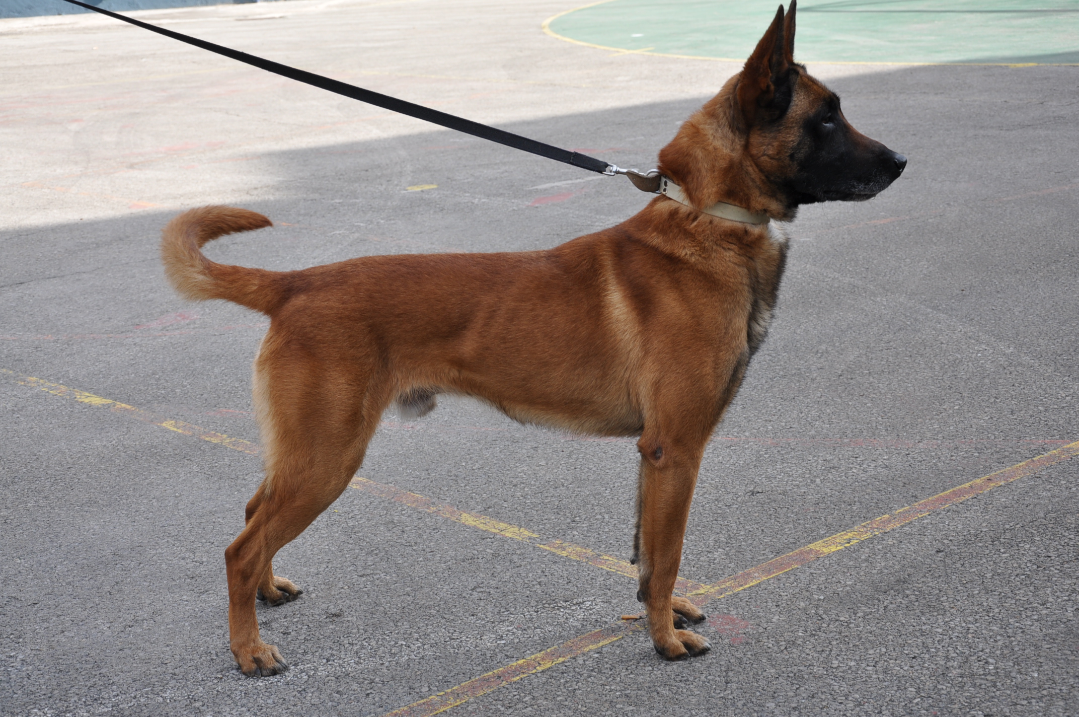 La policia local incorpora quatre cans a la nova Unitat canina